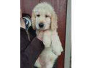 Goldendoodle Puppy for sale in New Columbia, PA, USA