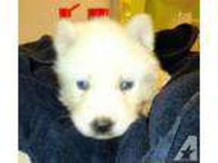 Siberian Husky Puppy for sale in EDWARDSVILLE, IL, USA