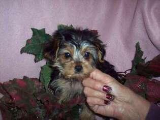 Yorkshire Terrier Puppy for sale in GRESHAM, WI, USA