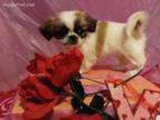 Pekingese Puppy for sale in Williamsburg, OH, USA