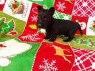 Scottish Terrier Puppy for sale in Friendship, TN, USA
