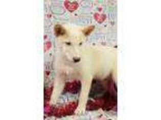 Shiba Inu Puppy for sale in Bowling Green, MO, USA