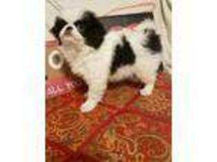 Mutt Puppy for sale in Beckley, WV, USA