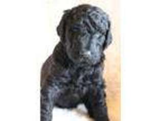 Labradoodle Puppy for sale in Denison, IA, USA