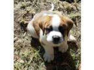 Saint Bernard Puppy for sale in Jacksonville, MO, USA