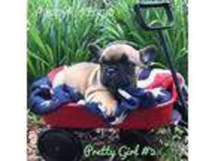 French Bulldog Puppy for sale in Deer Park, WA, USA