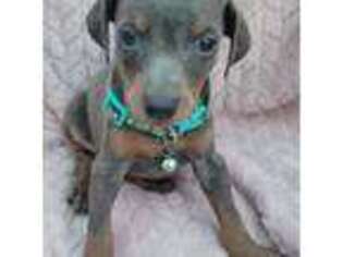 Doberman Pinscher Puppy for sale in Holyoke, MA, USA
