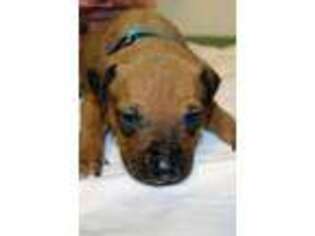 Rhodesian Ridgeback Puppy for sale in Rochester, WA, USA