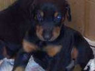 Doberman Pinscher Puppy for sale in VIRGINIA BEACH, VA, USA