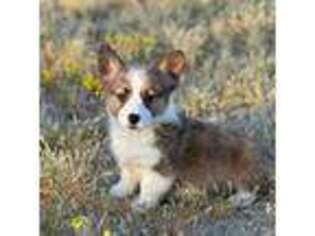 Pembroke Welsh Corgi Puppy for sale in Surprise, AZ, USA