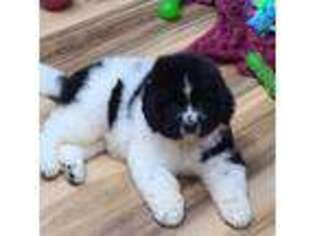 Newfoundland Puppy for sale in Pottstown, PA, USA