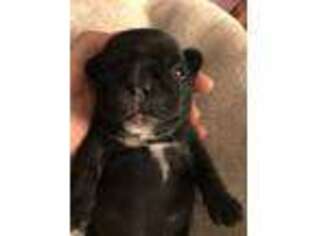 French Bulldog Puppy for sale in Burton, OH, USA