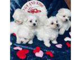 Maltese Puppy for sale in Beebe, AR, USA
