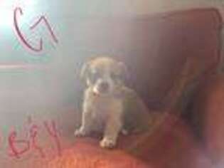 Pembroke Welsh Corgi Puppy for sale in Burgettstown, PA, USA