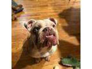 Bulldog Puppy for sale in Hillsborough, NC, USA