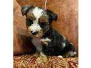 Yorkshire Terrier Puppy for sale in Ottawa, KS, USA