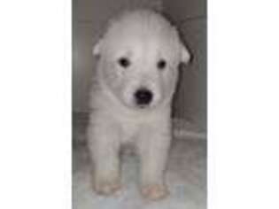 Alaskan Malamute Puppy for sale in Buford, GA, USA