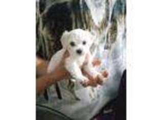 Lhasa Apso Puppy for sale in Rincon, GA, USA