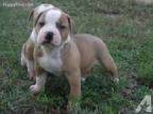 American Bulldog Puppy for sale in CHESTER, IL, USA
