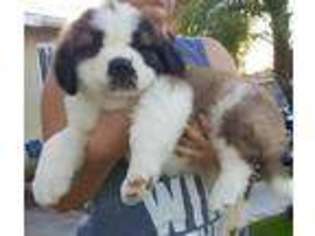 Saint Bernard Puppy for sale in Whittier, CA, USA