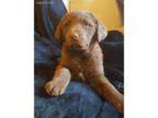 Chesapeake Bay Retriever Puppy for sale in Danville, AR, USA