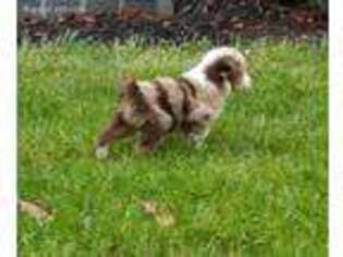 Miniature Australian Shepherd Puppy for sale in Creston, OH, USA