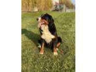 Bernese Mountain Dog Puppy for sale in Goodland, KS, USA