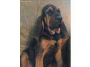 Bloodhound Puppy for sale in Camden, NC, USA