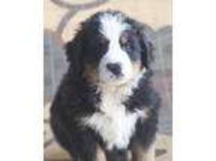 Bernese Mountain Dog Puppy for sale in Corsica, SD, USA