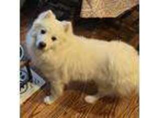 American Eskimo Dog Puppy for sale in Macomb, MI, USA