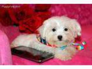 Maltese Puppy for sale in Alexandria, LA, USA