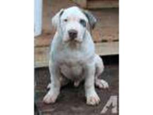 Mutt Puppy for sale in LINWOOD, NC, USA