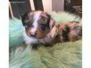 Miniature Australian Shepherd Puppy for sale in Mansfield, TX, USA