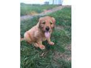 Golden Retriever Puppy for sale in Salem, NH, USA