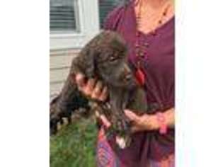 Labradoodle Puppy for sale in Maumee, OH, USA