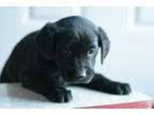 Labrador Retriever Puppy for sale in Nappanee, IN, USA