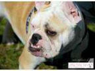 Bulldog Puppy for sale in MANASSAS, VA, USA