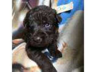 Labradoodle Puppy for sale in Rayne, LA, USA