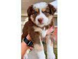 Miniature Australian Shepherd Puppy for sale in Midland, TX, USA