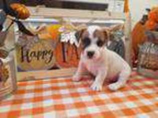 Jack Russell Terrier Puppy for sale in Riverside, CA, USA