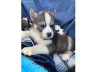 Siberian Husky Puppy for sale in Conway, SC, USA