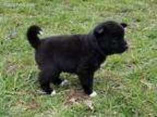 Akita Puppy for sale in Bowie, MD, USA