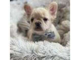 French Bulldog Puppy for sale in Monee, IL, USA