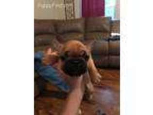 French Bulldog Puppy for sale in Salina, OK, USA