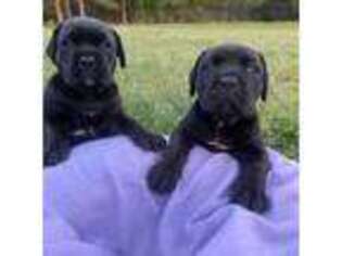 Cane Corso Puppy for sale in Tabor City, NC, USA