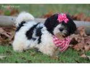 Havanese Puppy for sale in Conway, AR, USA