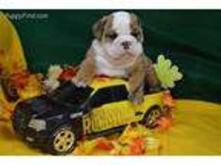 Bulldog Puppy for sale in Niangua, MO, USA