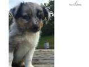 Miniature Australian Shepherd Puppy for sale in Lexington, KY, USA