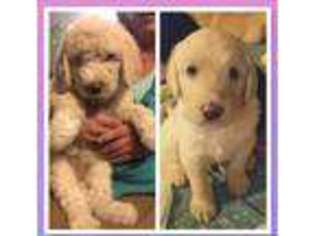 Labradoodle Puppy for sale in SEYMOUR, CT, USA