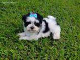 Havanese Puppy for sale in Rock Hill, SC, USA